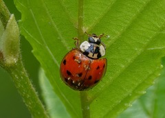 Hesperomyces harmoniae
