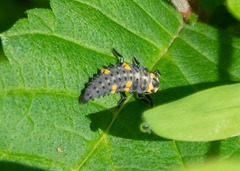 Coccinella
