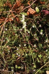 Spiranthes casei casei