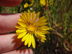 Grindelia