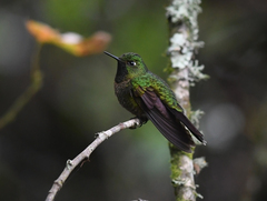 Metallura tyrianthina