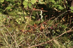 Spiranthes casei casei