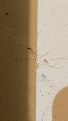 Pholcus phalangioides