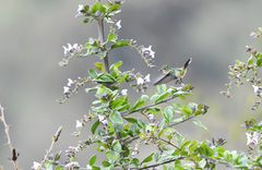 Ramphomicron microrhynchum