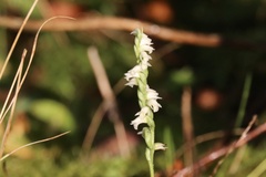 Spiranthes casei casei