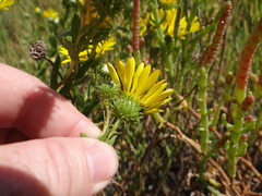 Grindelia