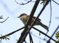 Mecocerculus leucophrys