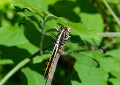 Libellula incesta