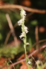 Spiranthes casei casei