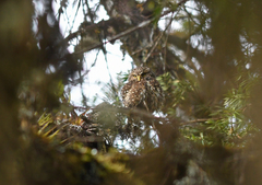 Glaucidium bolivianum