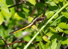 Libellula cyanea
