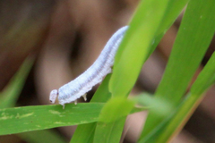 Monostegia abdominalis