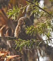 Glaucidium bolivianum