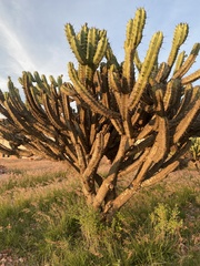 Myrtillocactus