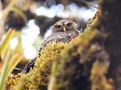 Glaucidium bolivianum