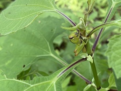 Melanoplini