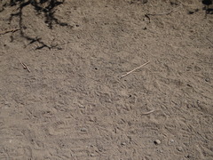 Callipepla californica