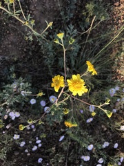 Hymenothrix dissecta