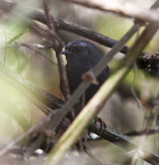 Scytalopus whitneyi