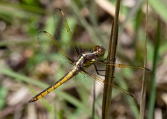 Libellula flavida