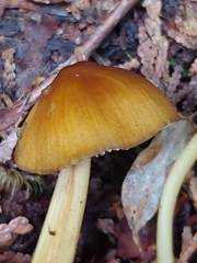Entoloma luteum