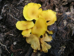 Tricholomopsis aurea