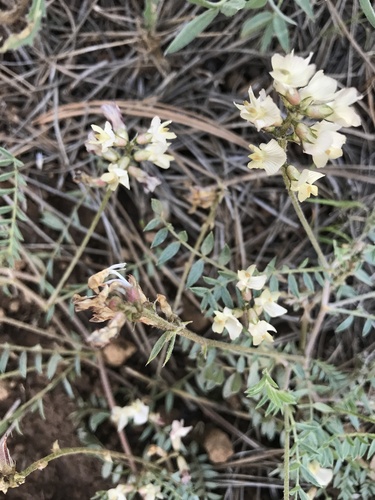 groundcover milkvetch (Astragalus humistratus)