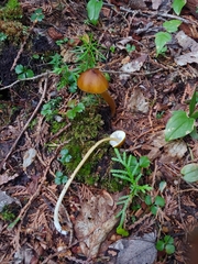 Entoloma luteum