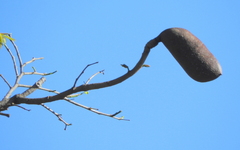 Hymenaea courbaril