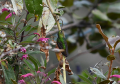 Metallura aeneocauda