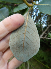 Salix scouleriana