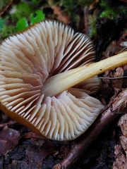 Entoloma luteum