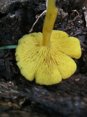 Tricholomopsis aurea