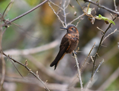 Aglaeactis cupripennis