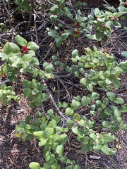 Shepherdia canadensis