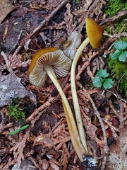 Entoloma luteum