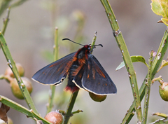 Metardaris cosinga