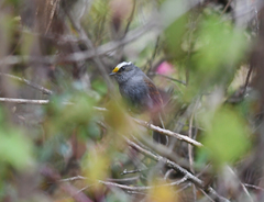 Silvicultrix frontalis