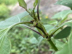 Melanoplini