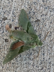 Proserpinus terlooii