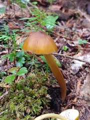 Entoloma luteum