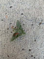 Proserpinus terlooii