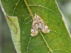 Margarosticha repetitalis