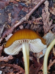 Entoloma luteum