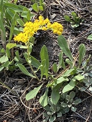 Solidago mollis