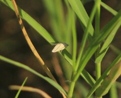 Microtheoris vibicalis
