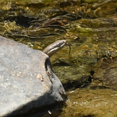 Regina septemvittata