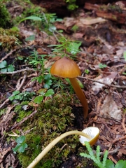 Entoloma luteum