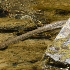 Regina septemvittata