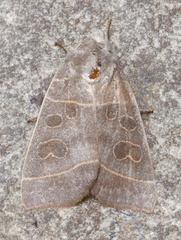 Ipimorpha pleonectusa
